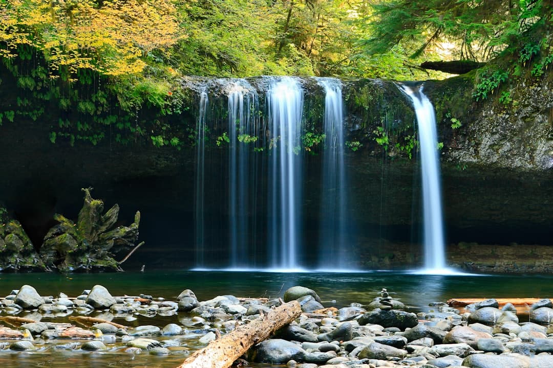 A forest waterfall